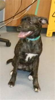 BULLY -  Pit Bull Terrier and Mixed Breed Dog for Adoption in San Jose, California - BULLY | PetCurious
