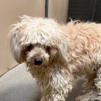 Jonny -  Mixed Breed Dog for Adoption in Murray, Utah - Jonny | PetCurious