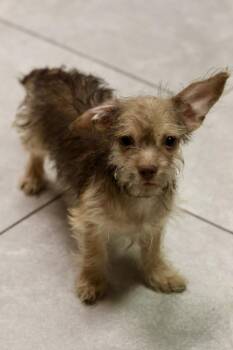 Cooper -  Poodle and Chihuahua Dog for Adoption in Tucson, Arizona - Cooper | PetCurious