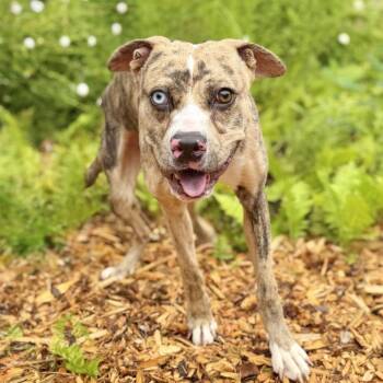 Balyhoo -  Mixed Breed Dog for Adoption in East Hampton, New York - Balyhoo | PetCurious