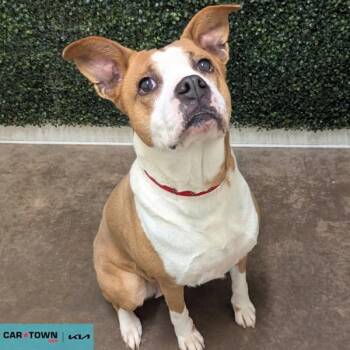 Boxer and Basenji Dogs Available for Adoption - Chandra | PetCurious