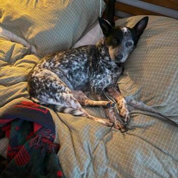 Bubba Shrimp (female) -  Australian Cattle Dog Blue Heeler and Cattle Dog Dog for Adoption in Sanford, North Carolina - Bubba Shrimp (female) | PetCurious