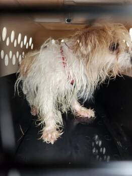 Cairn Terrier and Mixed Breed Dogs Available for Adoption - TATER | PetCurious