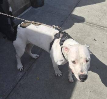 Marshmallowsita -  Mixed Breed Dog for Adoption in New York, New York - Marshmallowsita | PetCurious