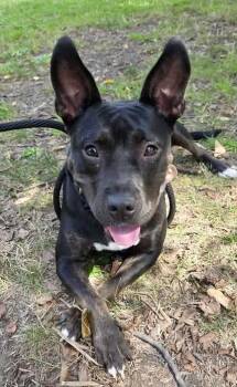 Rose -  Pit Bull Terrier Dog for Adoption in Buffalo, New York - Rose | PetCurious