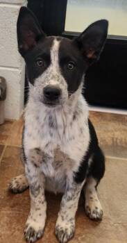 Border Collie and Cattle Dog Dogs Available for Adoption in Cottonwood, Arizona - Pepper | PetCurious