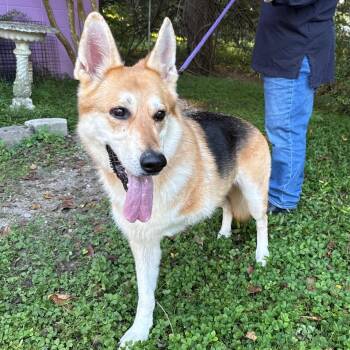 Rescue German Shepherd Dog Dogs for Adoption in Mobile, Alabama - Skyla Mae | PetCurious