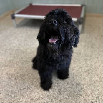 Rescue Schnauzer and Cocker Spaniel Dogs for Adoption in Loxahatchee Groves, Florida - Buster | PetCurious