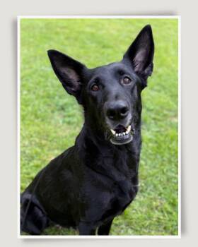DARCUS -  German Shepherd Dog Dog for Adoption in Media, Pennsylvania - DARCUS | PetCurious