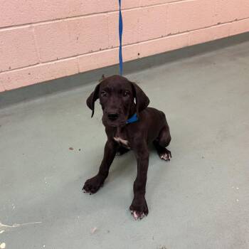 Goose -  Great Dane Dog for Adoption in Memphis, Tennessee - Goose | PetCurious