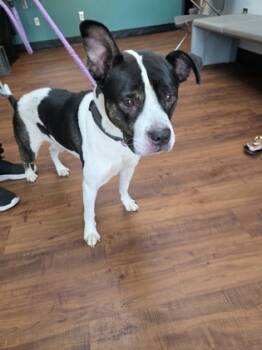 Rescue Pit Bull Terrier and Mixed Breed Dogs for Adoption in Savannah, Georgia - Davies | PetCurious