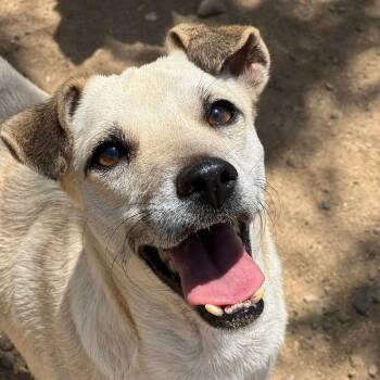 Mixed Breed Dogs Available for Adoption in Didsbury, Alberta - Pera | PetCurious