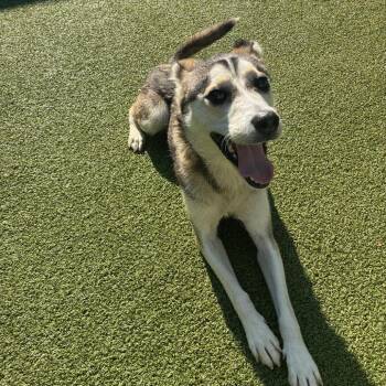 Sue-Anne -  Husky Dog for Adoption in Greensboro, North Carolina - Sue-Anne | PetCurious