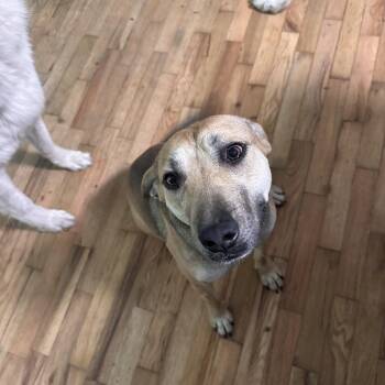 Rescue Shepherd and Coonhound Dogs for Adoption in Springfield, Missouri - Regina | PetCurious