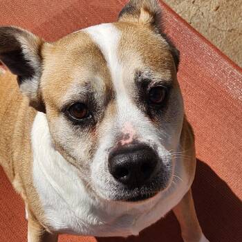 Mixed Breed Dogs Available for Adoption in Powell, Tennessee - Foxy | PetCurious