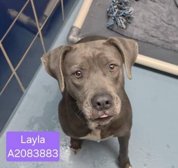 LAYLA -  Staffordshire Bull Terrier Dog for Adoption in Houston, Texas - LAYLA | PetCurious