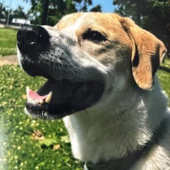 Redbone Coonhound and Great Pyrenees Dogs Available for Adoption - Jasper | PetCurious