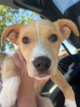 Maple Syrup -  Labrador Retriever and Cattle Dog Dog for Adoption in Fort Lupton, Colorado - Maple Syrup | PetCurious