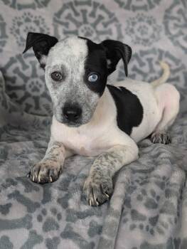 Tamera -  Cattle Dog and Terrier Dog for Adoption in Baton Rouge, Louisiana - Tamera | PetCurious