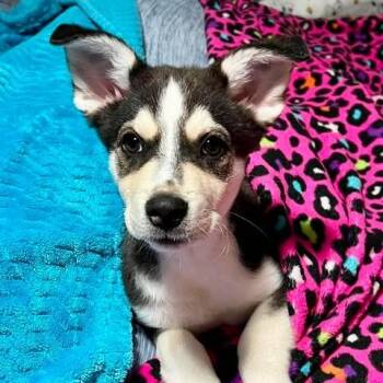 Nash -  Mixed Breed Dog for Adoption in Alma, Wisconsin - Nash | PetCurious