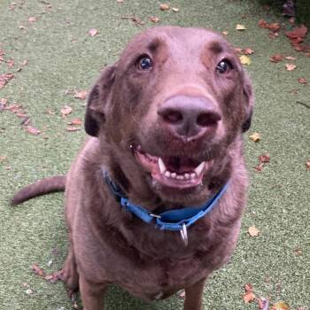 Calliope -  Chocolate Labrador Retriever Dog for Adoption in Providence, Rhode Island - Calliope | PetCurious