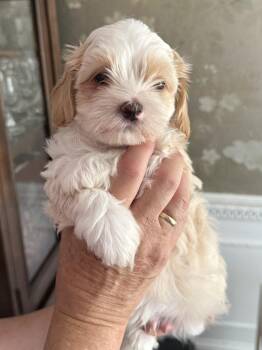 Shih Tzu Dogs Available for Adoption in Monroe, North Carolina - Blue Bell  | PetCurious