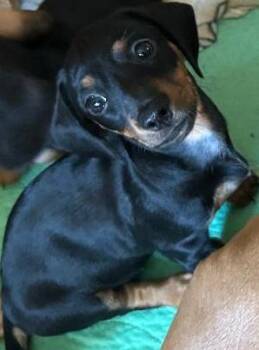 MACI PUP -  Dachshund Dog for Adoption in Georgetown, Kentucky - MACI PUP | PetCurious