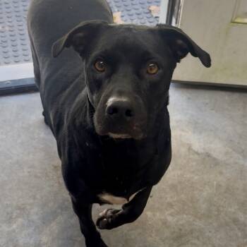 Rescue Mixed Breed Dogs for Adoption in Fairmont, West Virginia - Nemo | PetCurious