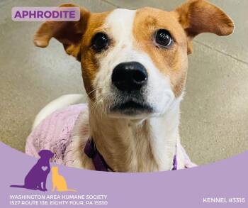 Rescue Australian Cattle Dog Blue Heeler Dogs for Adoption in Eighty Four, Pennsylvania - Aphrodite | PetCurious