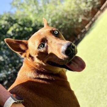 Caleno -  Shepherd Dog for Adoption in Hilton Head Island, South Carolina - Caleno | PetCurious