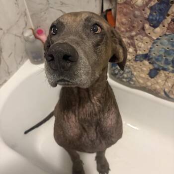 Scooby -  Great Dane Dog for Adoption in West Jefferson, Ohio - Scooby | PetCurious