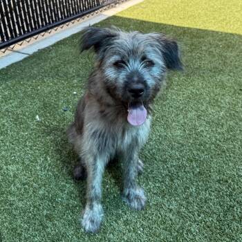 Bear -  Terrier Dog for Adoption in Greensboro, North Carolina - Bear | PetCurious