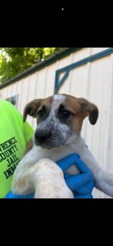 Mixed Breed Dogs Available for Adoption in Lawrenceburg, Tennessee - Seven Litter Pup 7 | PetCurious