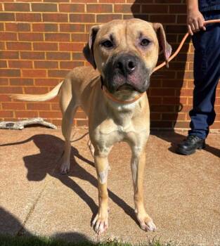 Cinnamon -  Boxer Dog for Adoption in Stillwater, Oklahoma - Cinnamon | PetCurious