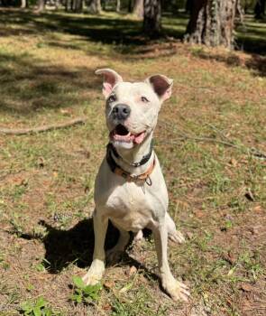 Marco -  Bulldog Dog for Adoption in Phenix City, Alabama - Marco | PetCurious