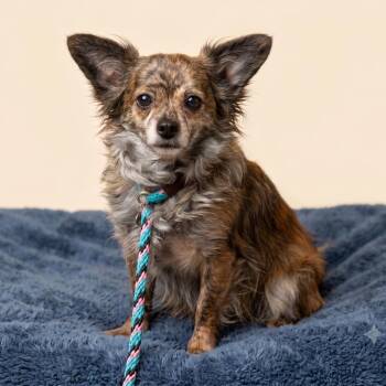 Suki -  Mixed Breed Dog for Adoption in Hailey, Idaho - Suki | PetCurious