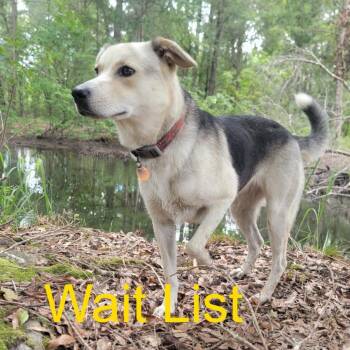 Habibi -  Mixed Breed Dog for Adoption in Livingston, Texas - Habibi | PetCurious