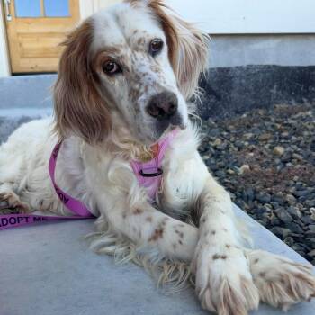 Sydney -  Setter Dog for Adoption in Bellingham, Washington - Sydney | PetCurious