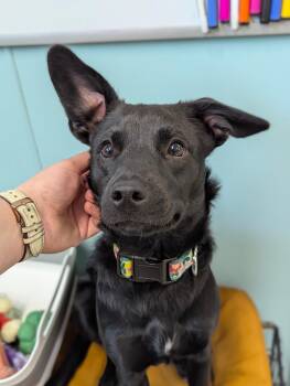 Chihuahua and Black Labrador Retriever Dogs Available for Adoption - Xena | PetCurious