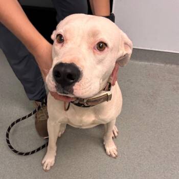 Butterball -  Pit Bull Terrier Dog for Adoption in Abilene, Texas - Butterball | PetCurious