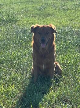 Minotaur -  Golden Retriever and Australian Shepherd Dog for Adoption in Rockport, Texas - Minotaur | PetCurious