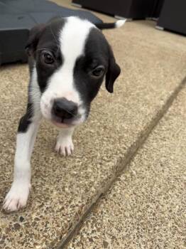 German Shorthaired Pointer and English Pointer Dogs Available for Adoption - Shoney | PetCurious