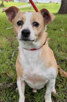 Beaumont -  Jack Russell Terrier Dog Available for Adoption in Washington, District Of Columbia - Beaumont | PetCurious