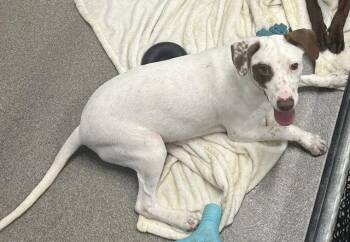 Cedar 5 months female AVAILABLE 7/24 -  Labrador Retriever Dog for Adoption in Sterling, Massachusetts - Cedar 5 Months Female AVAILABLE 7/24 | PetCurious