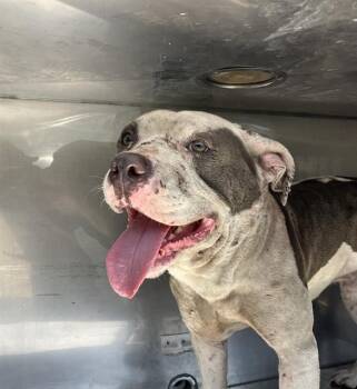 JIMBO -  Mixed Breed Dog for Adoption in Dallas, Texas - JIMBO | PetCurious