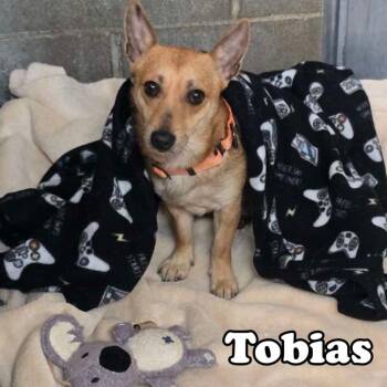 Rescue Jack Russell Terrier and Mixed Breed Dogs for Adoption in Hillsboro, Ohio - Tobias | PetCurious