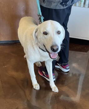 Rescue Akbash Dogs for Adoption in Whitewright, Texas - June Carter Cash | PetCurious