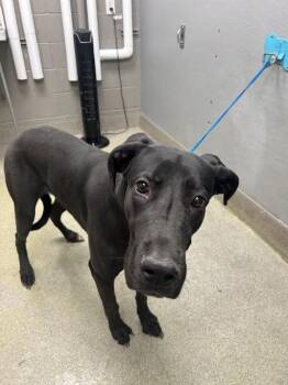 Great Dane Dogs Available for Adoption - TEACUP | PetCurious