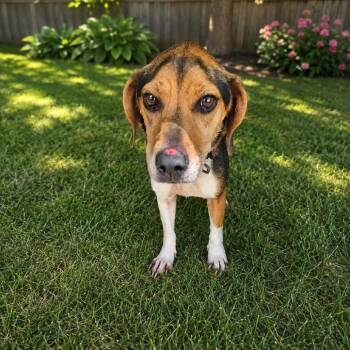TNGC-Stray-1322 -  Beagle Dog for Adoption in Pulaski, Tennessee - TNGC-Stray-1322 | PetCurious