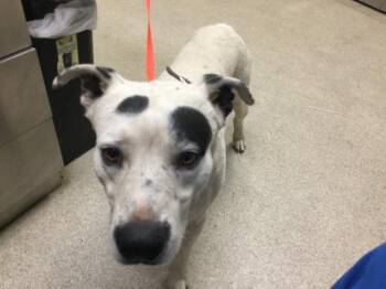 Pit Bull Terrier Dogs Available for Adoption - DUMPLING | PetCurious